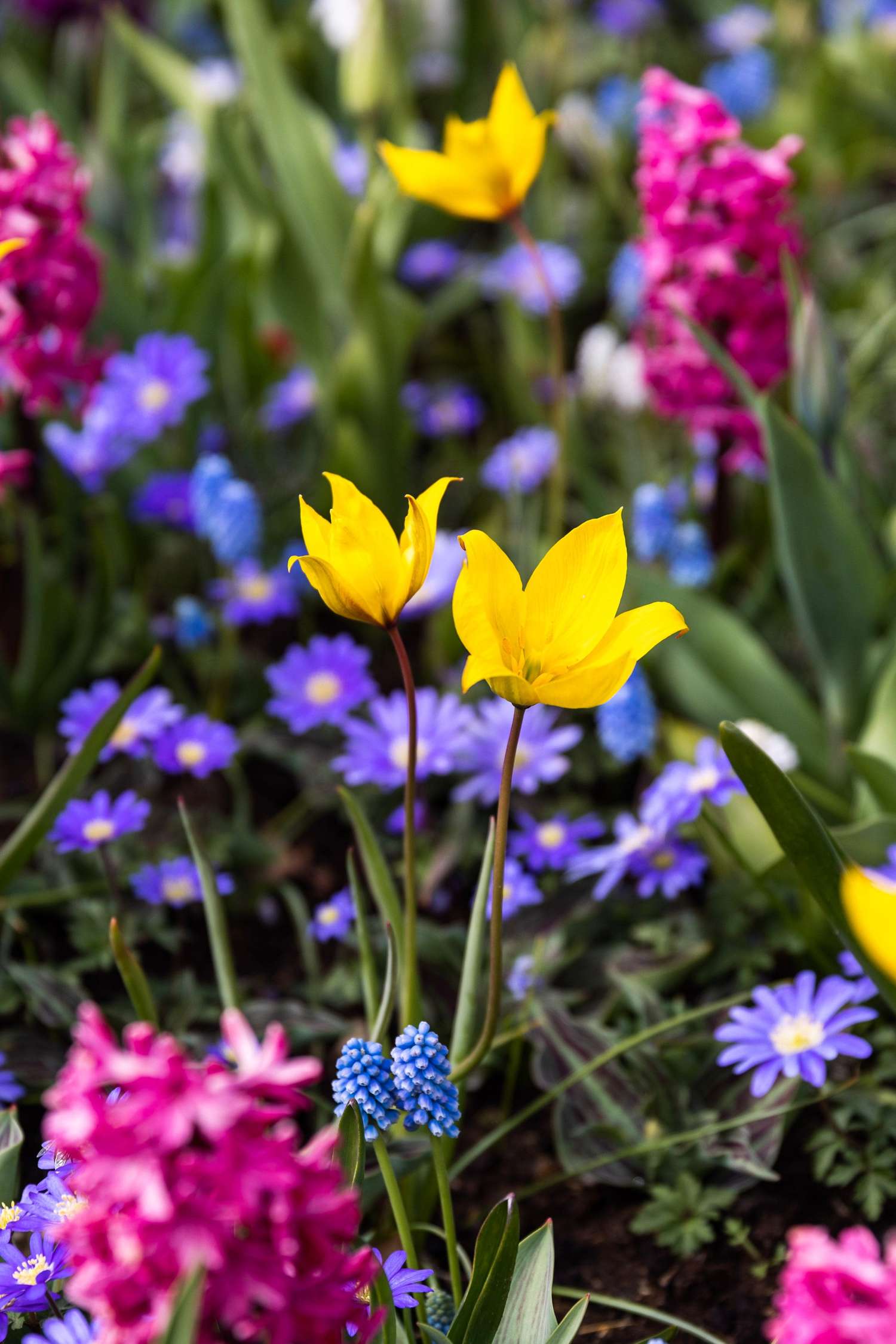 Tulipe botanique 'Sylvestris'