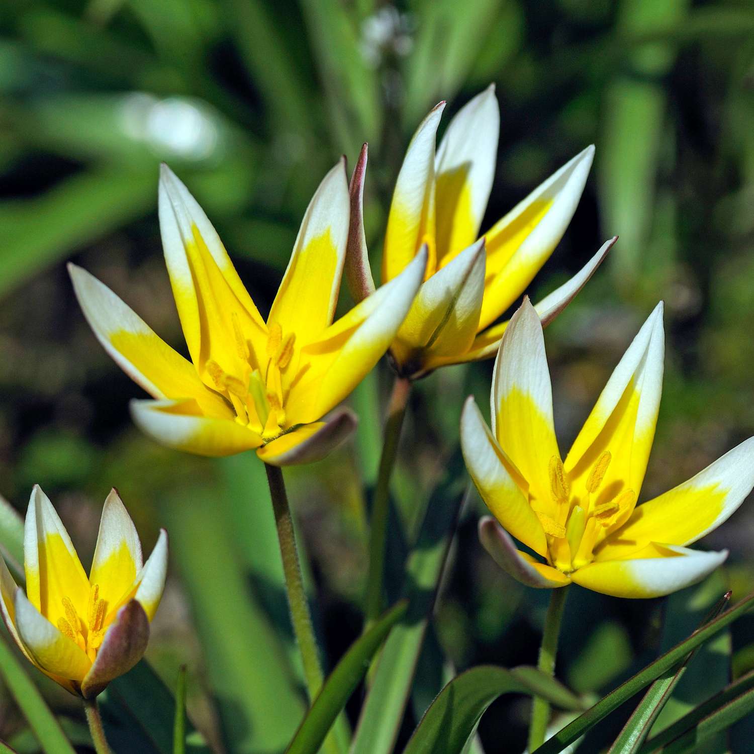 Tulipe botanique 'Tarda'