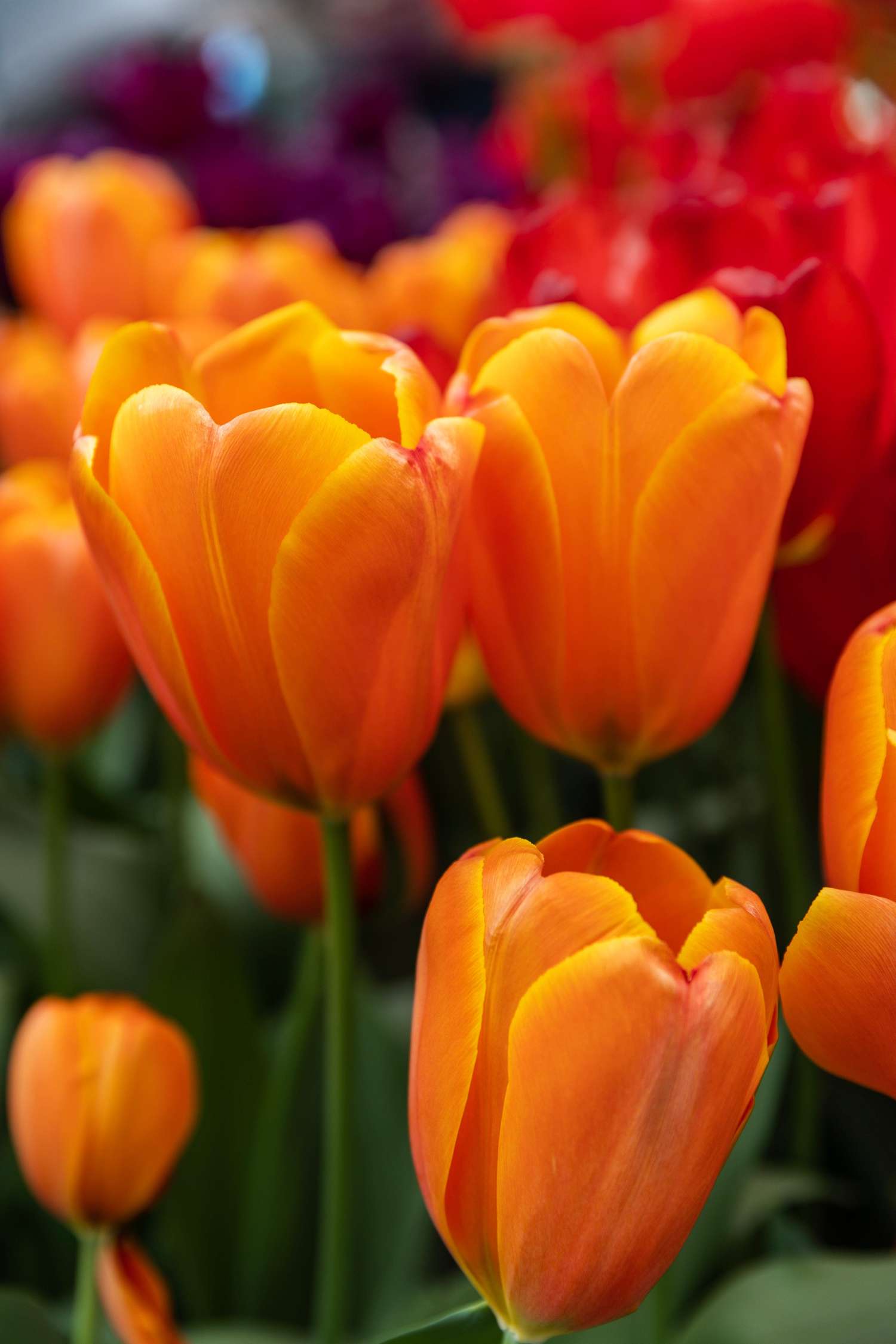 Tulipe 'Triple A'