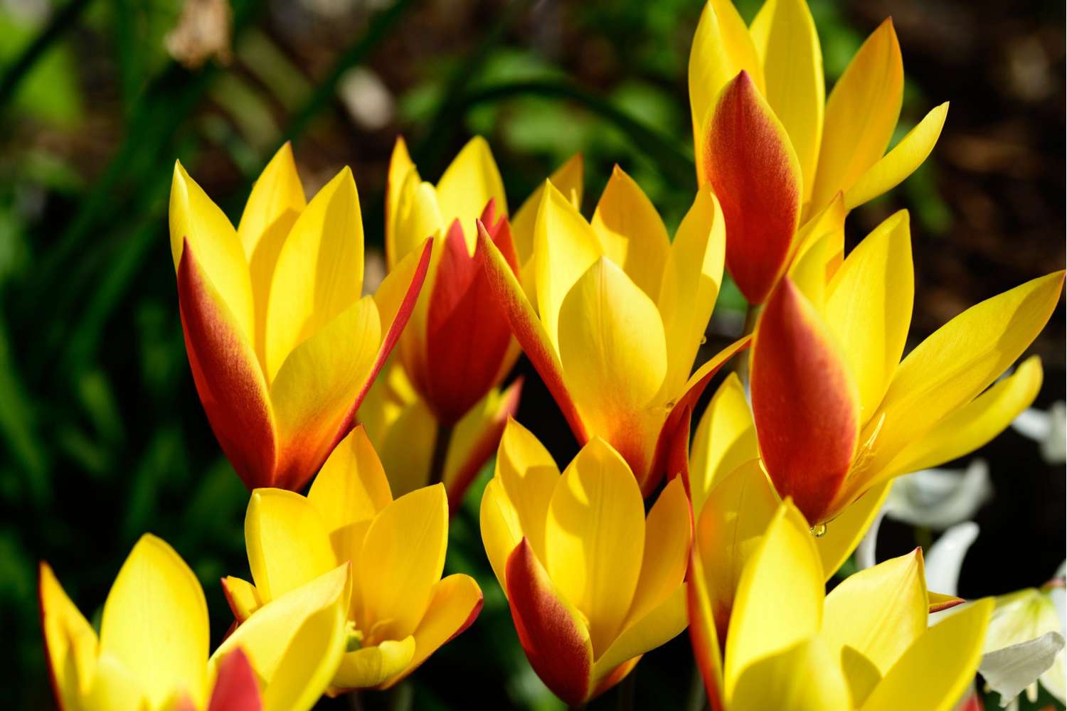 Tulipe botanique 'Tubergens Gem'