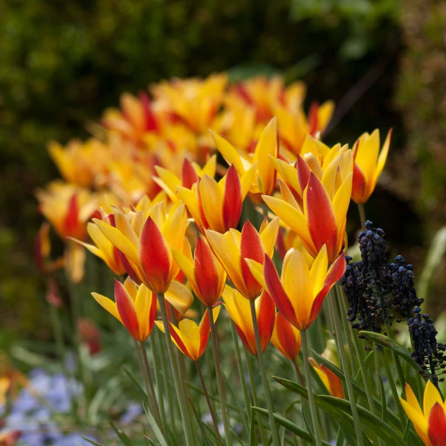 Tulipe botanique 'Tubergens Gem'