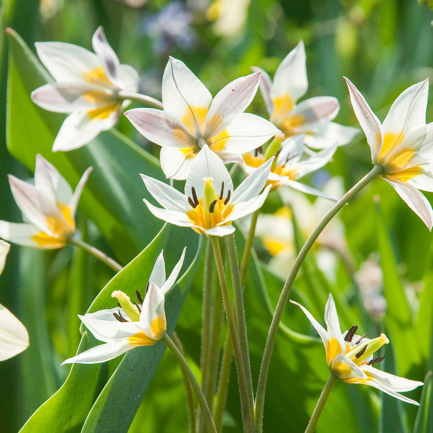 Tulipe botanique 'Turkestanica'