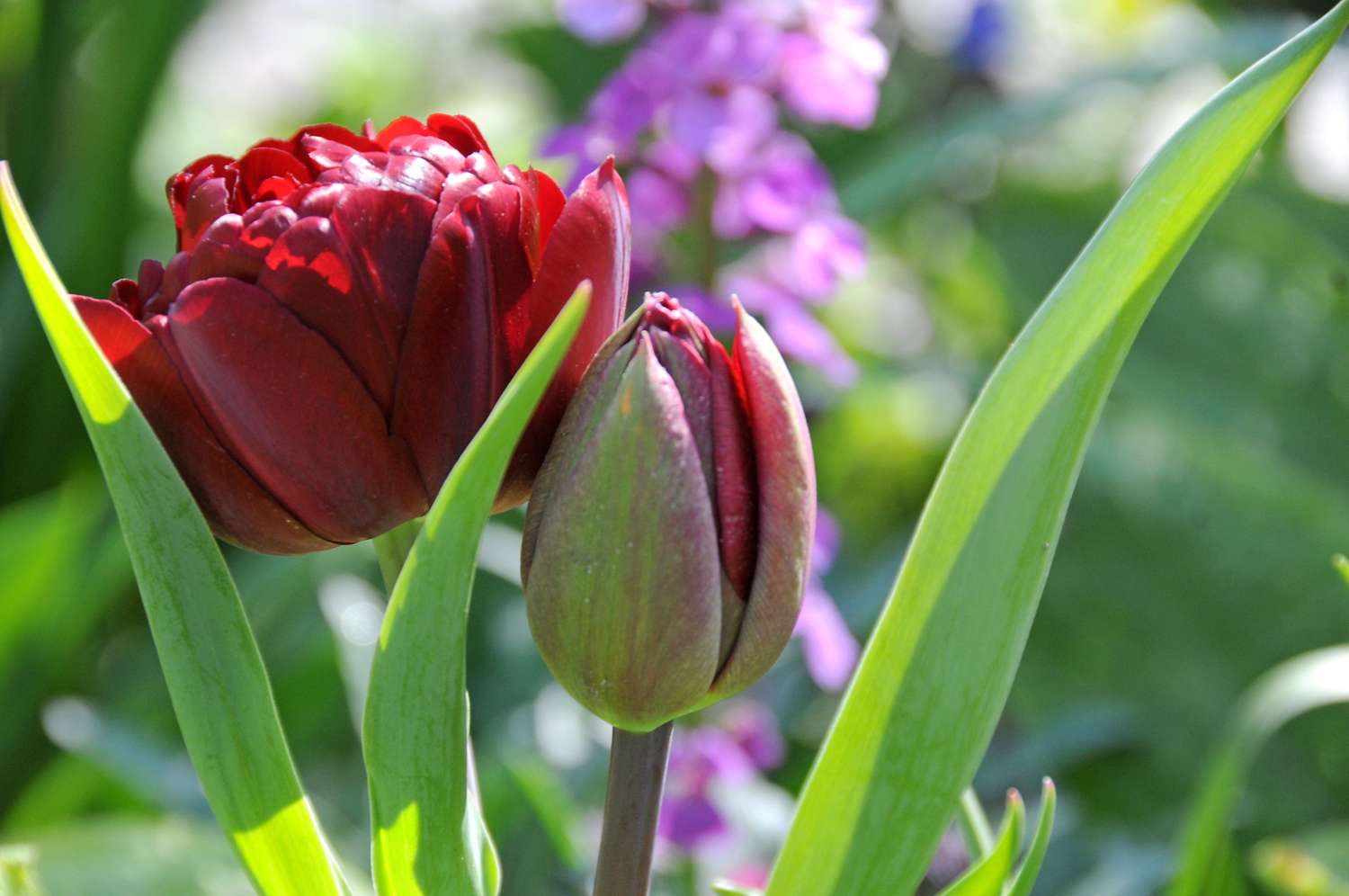 Tulipe 'Uncle Tom'