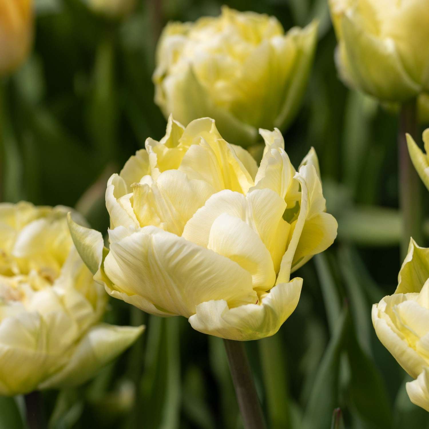 Tulipe 'Verona'