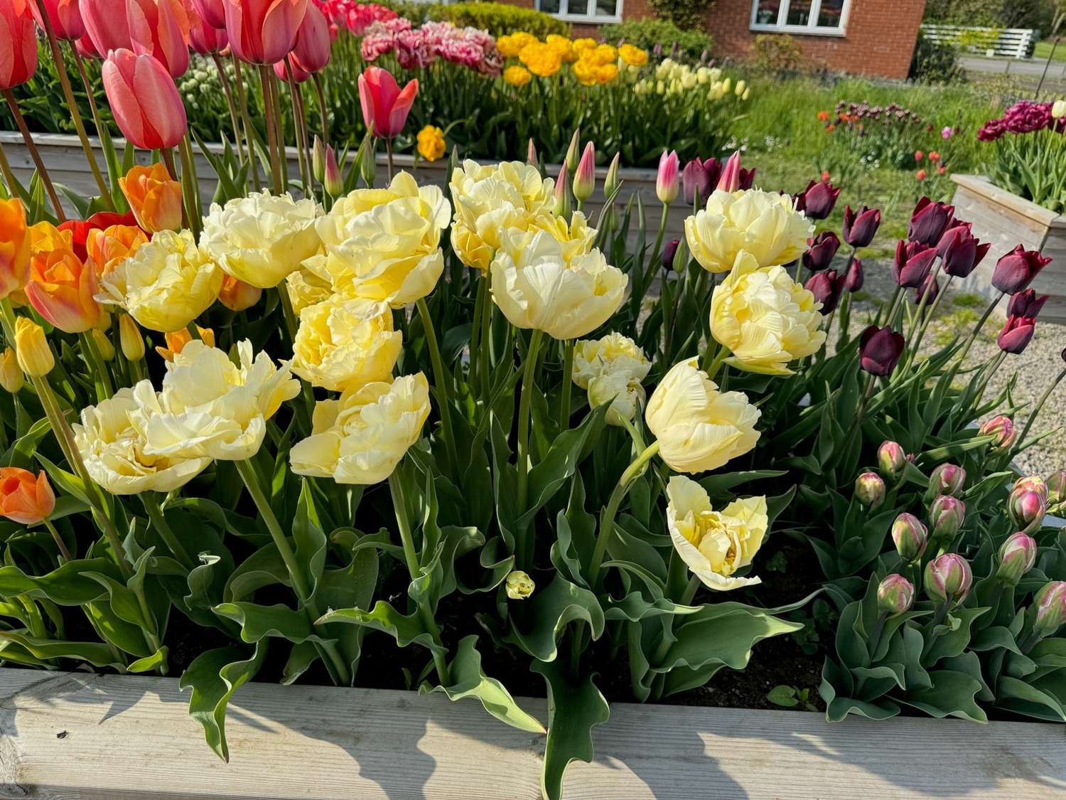 Tulipe 'Verona'
