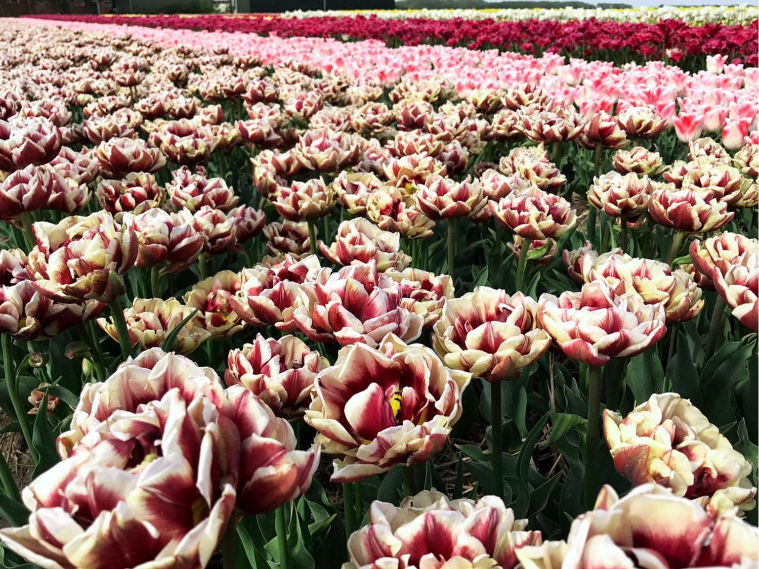 Tulipe 'Wyndham'