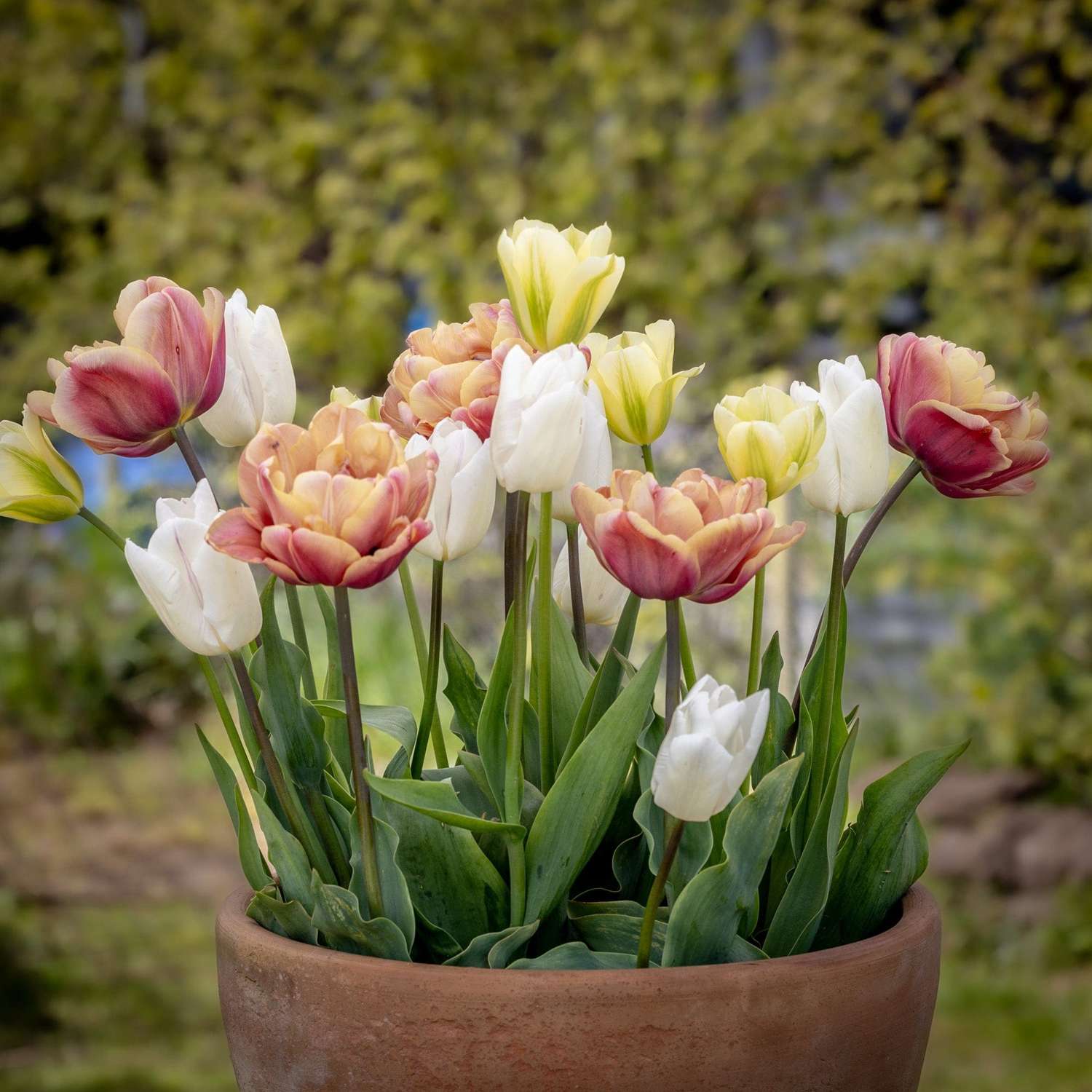 Mélange de tulipes 'Antique Lemon'