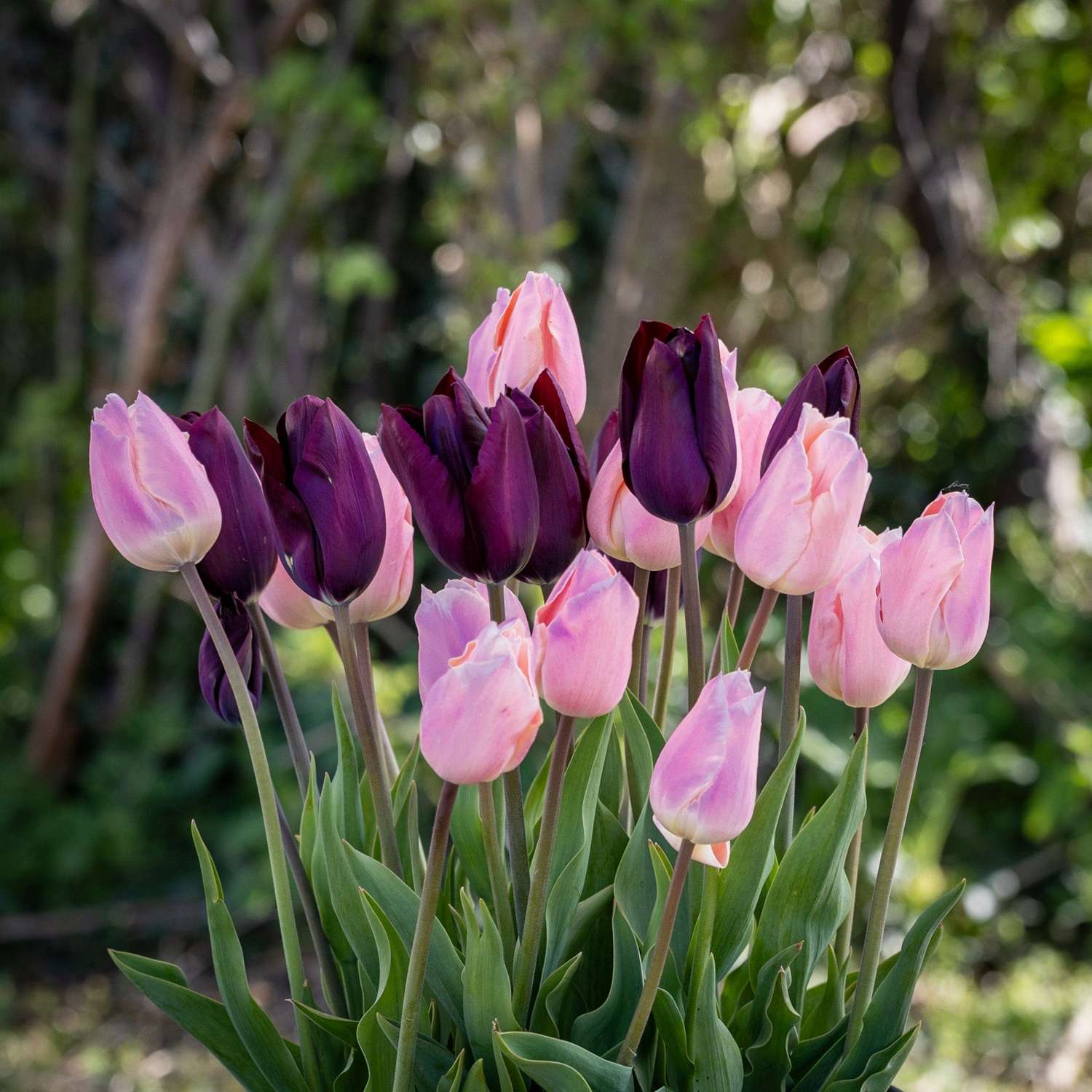 Mélange de tulipes 'Blush & Noir'
