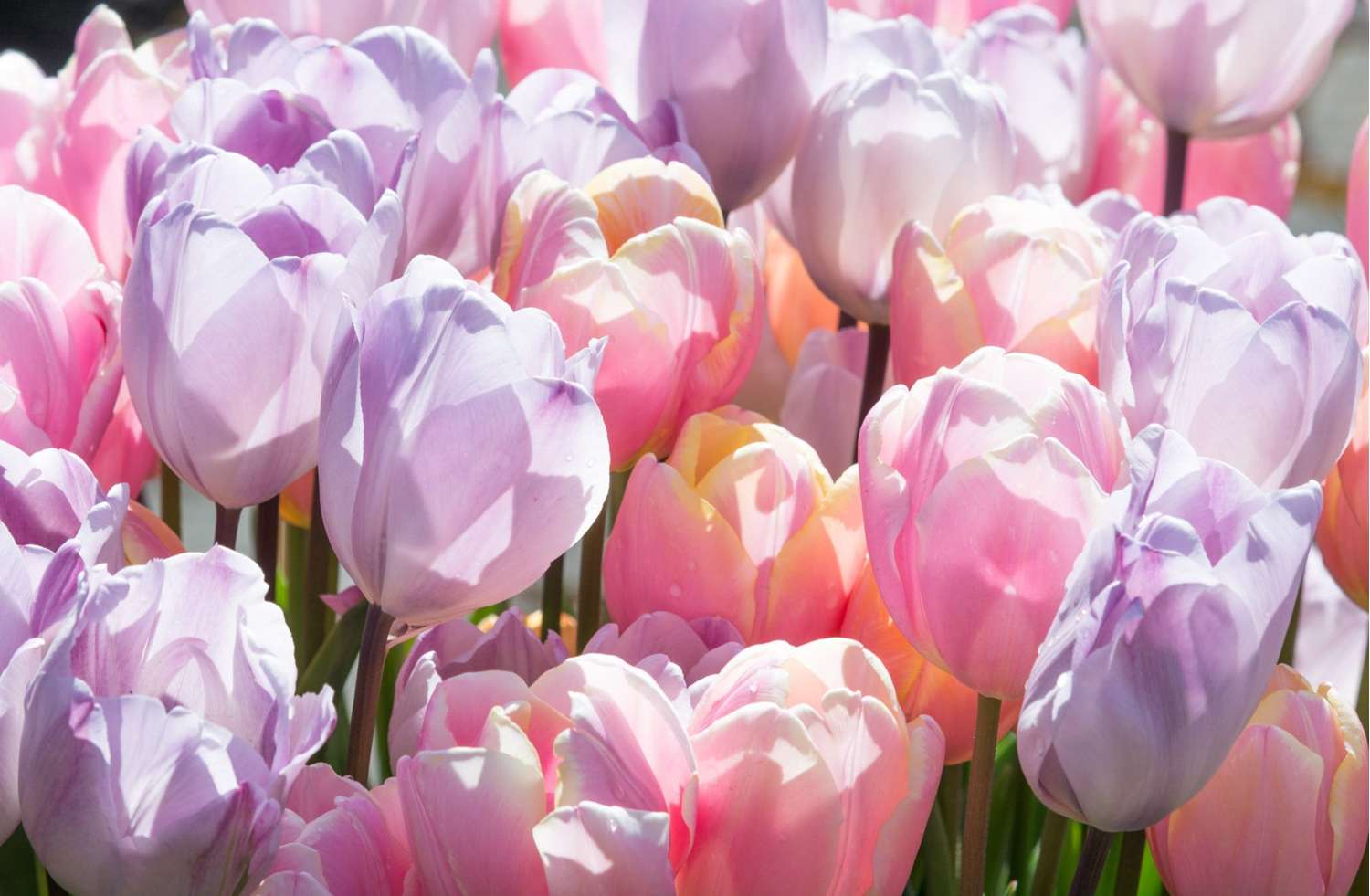 Mélange de tulipes 'Bubblegum'