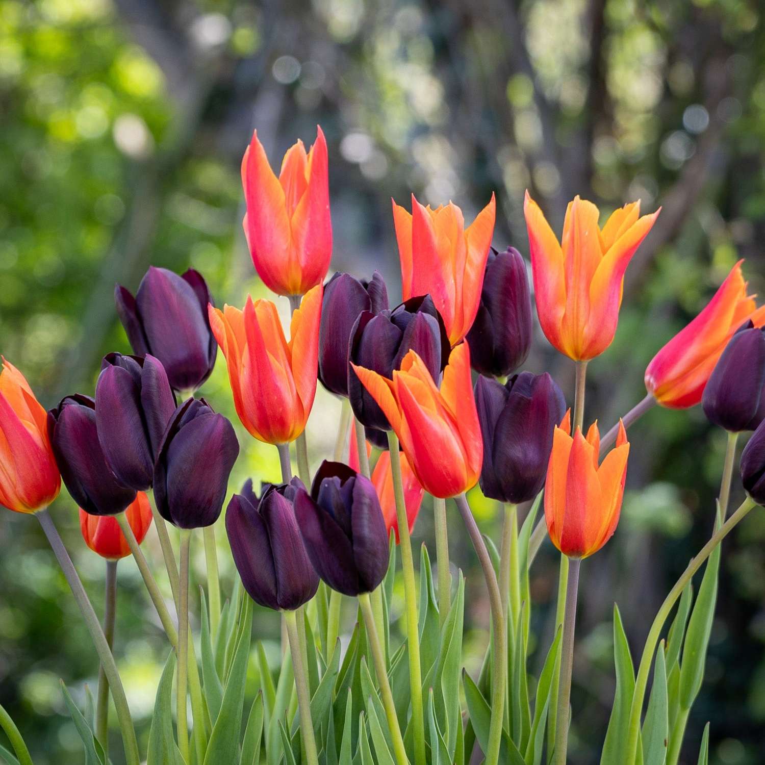 Mélange de tulipes 'Drama Queen'