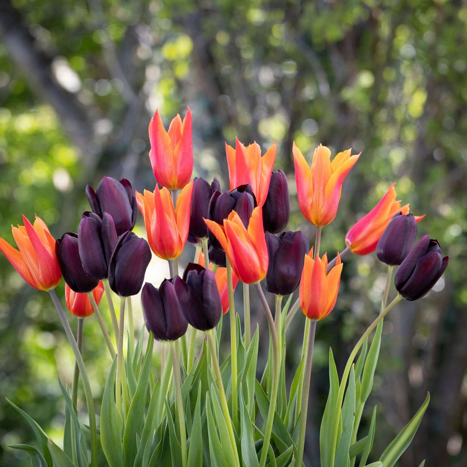 Mélange de tulipes 'Drama Queen'