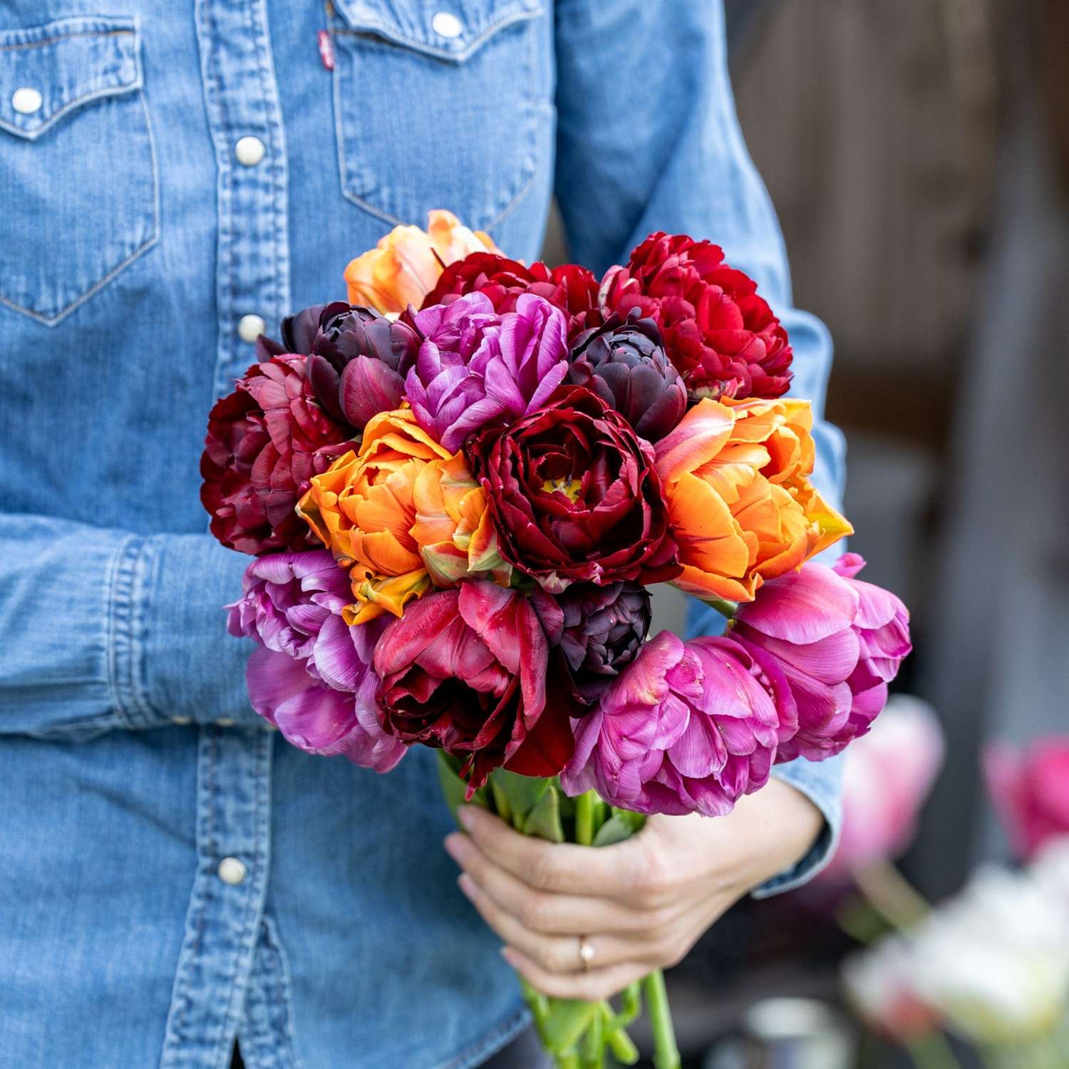 Mélange de tulipes 'Hidden Gem'