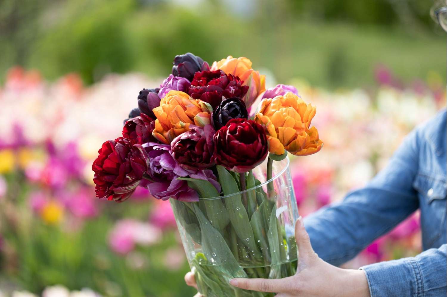 Mélange de tulipes 'Hidden Gem'