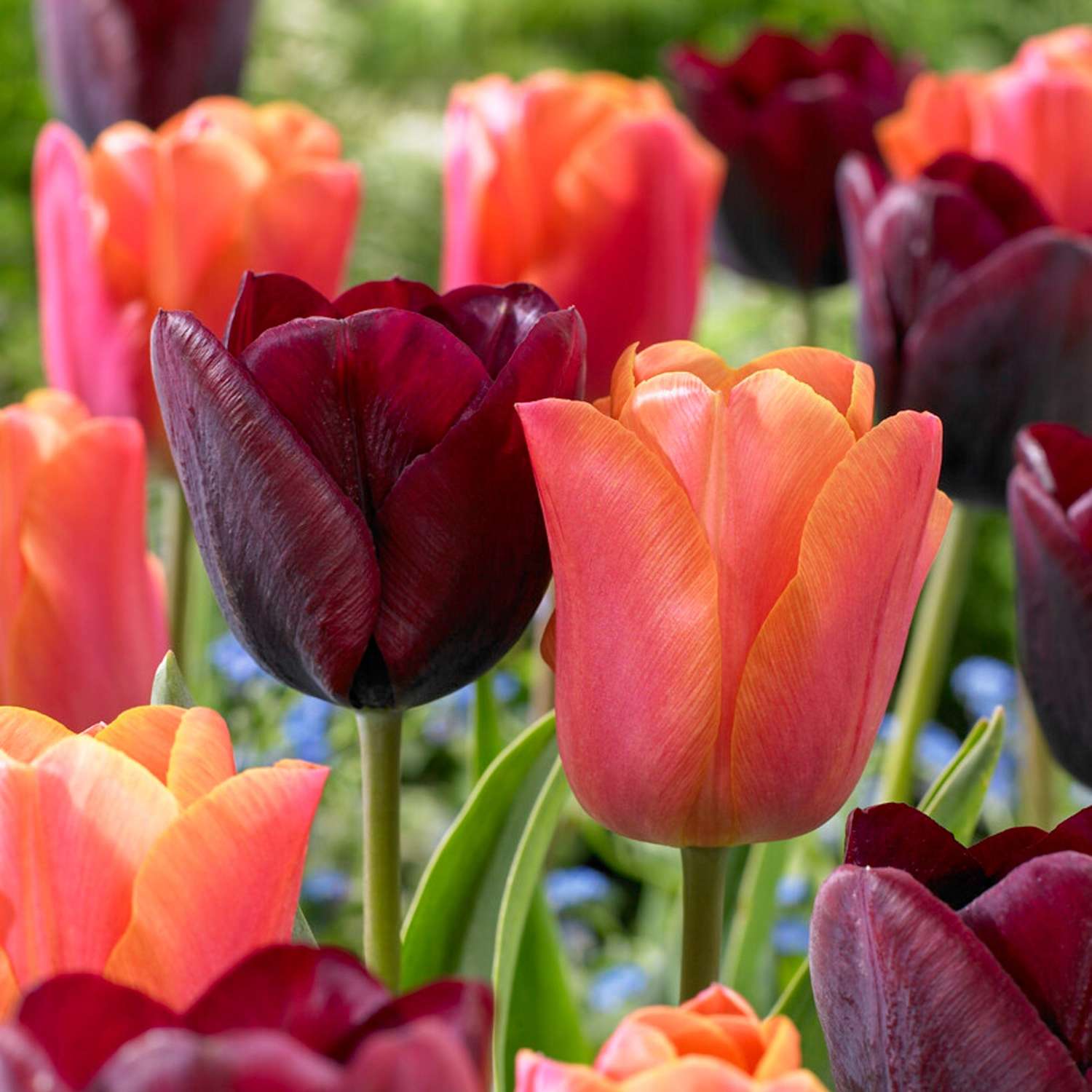 Mélange de tulipes 'Hugo'