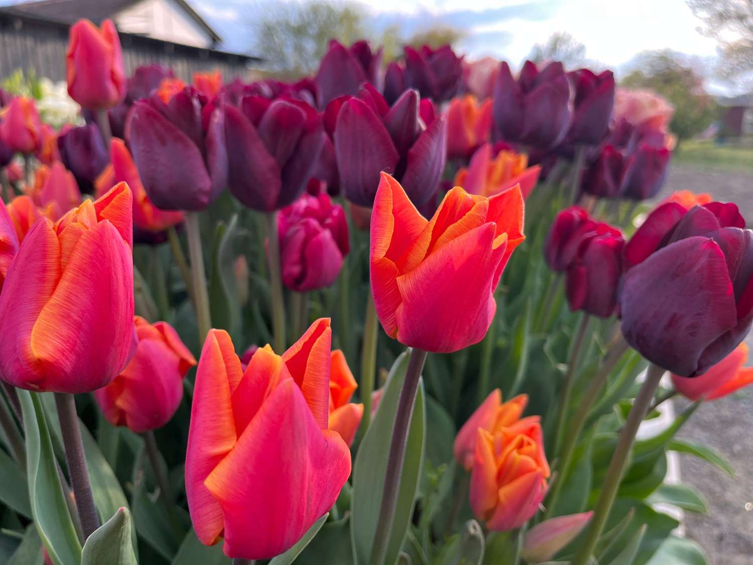 Mélange de tulipes 'Hugo'