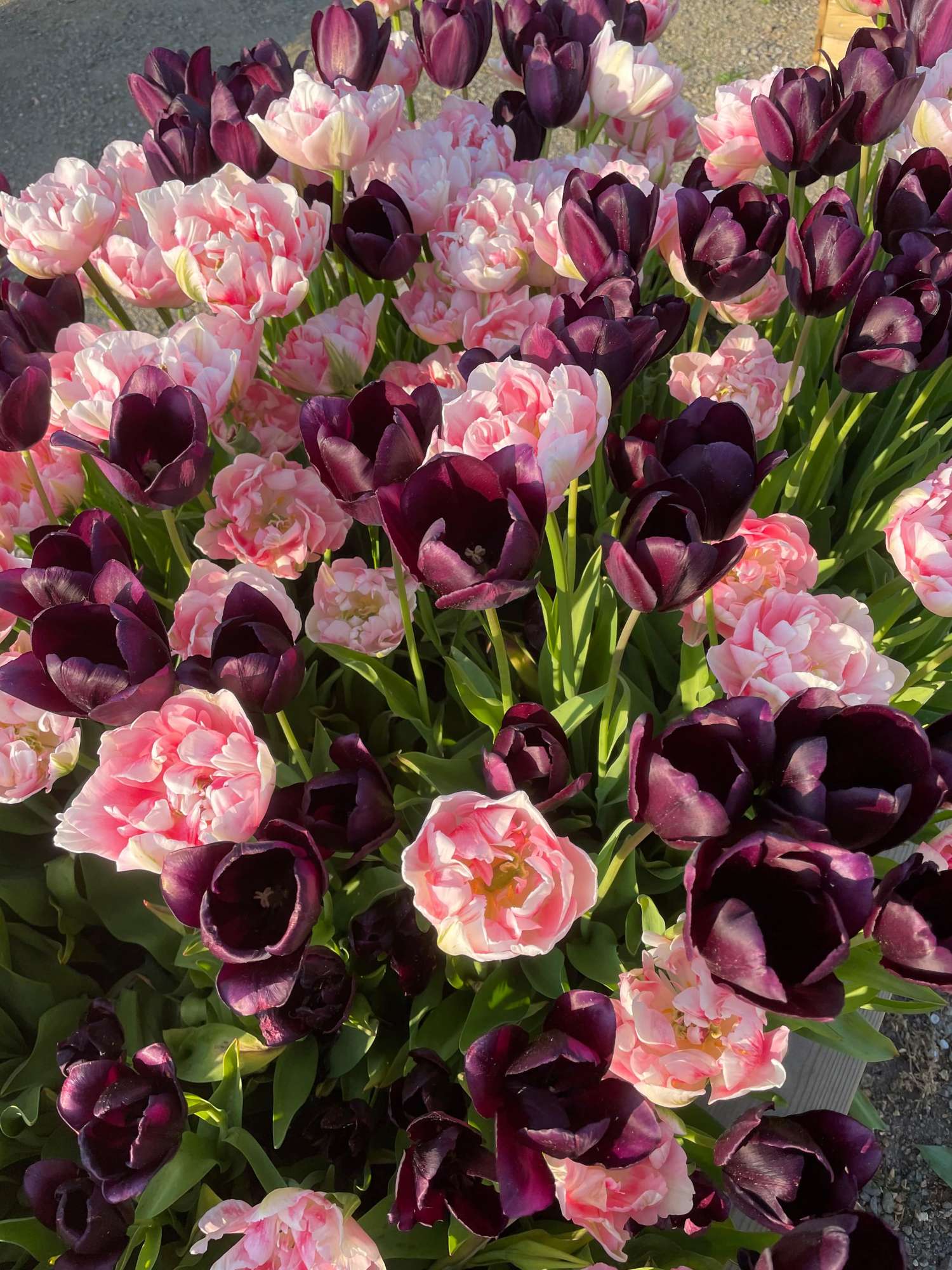 Mélange de tulipes 'Isabella'