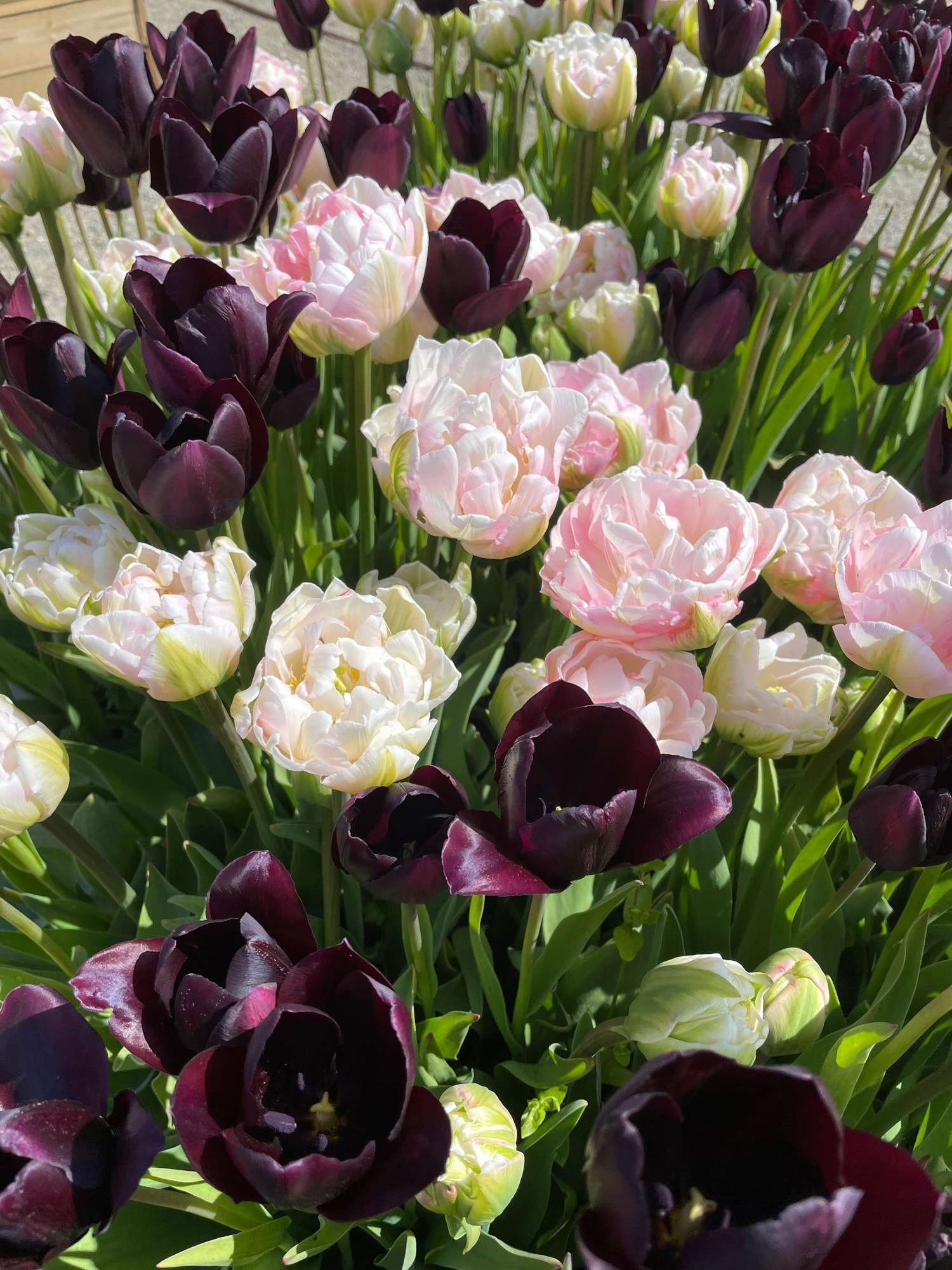 Mélange de tulipes 'Isabella'