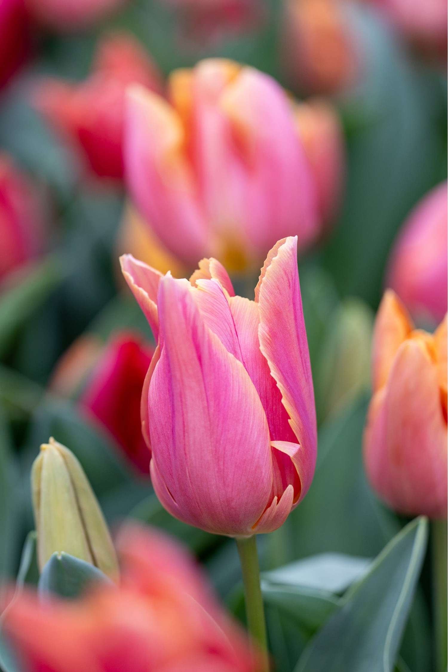 Mélange de tulipes 'Jimmy Family'