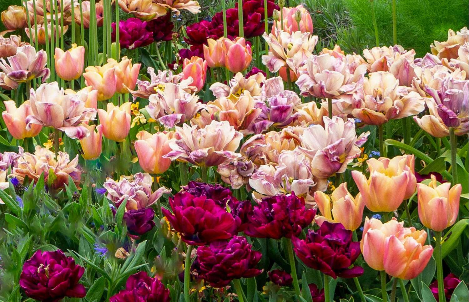 Mélange de tulipes 'Katja'