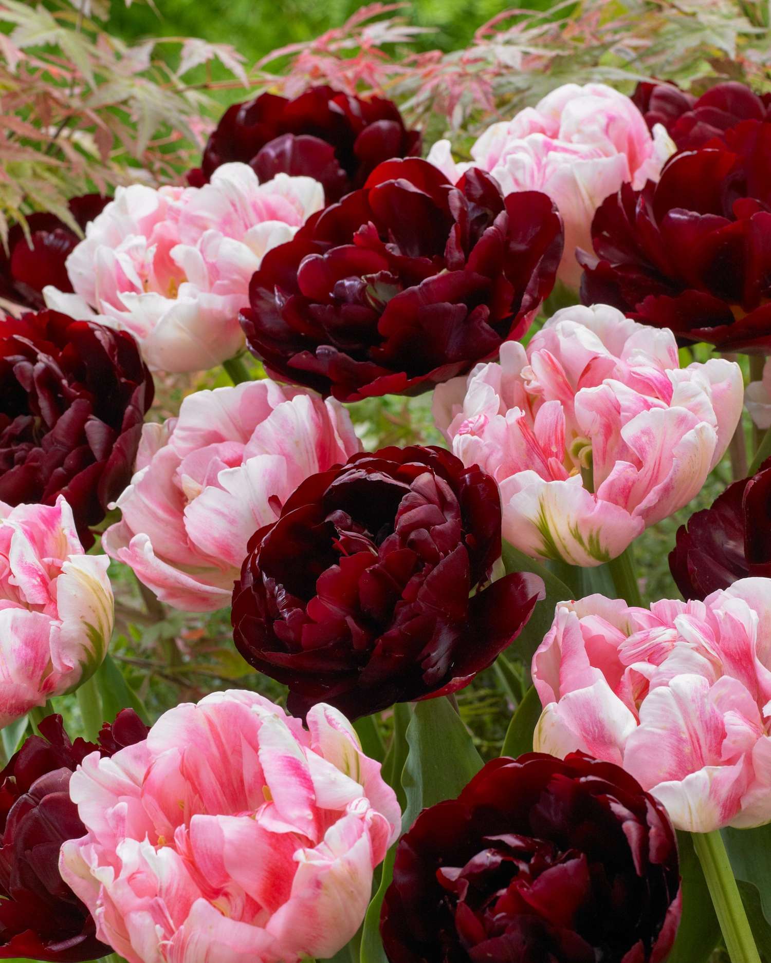 Mélange de tulipes 'Mia'