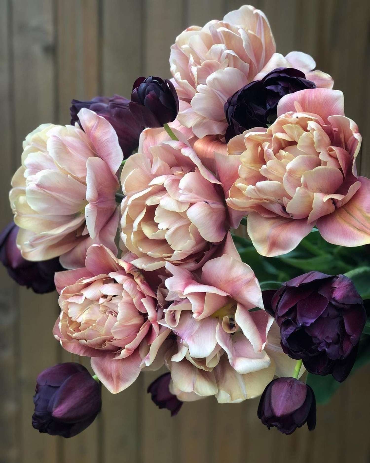 Mélange de tulipes 'Nadjas'