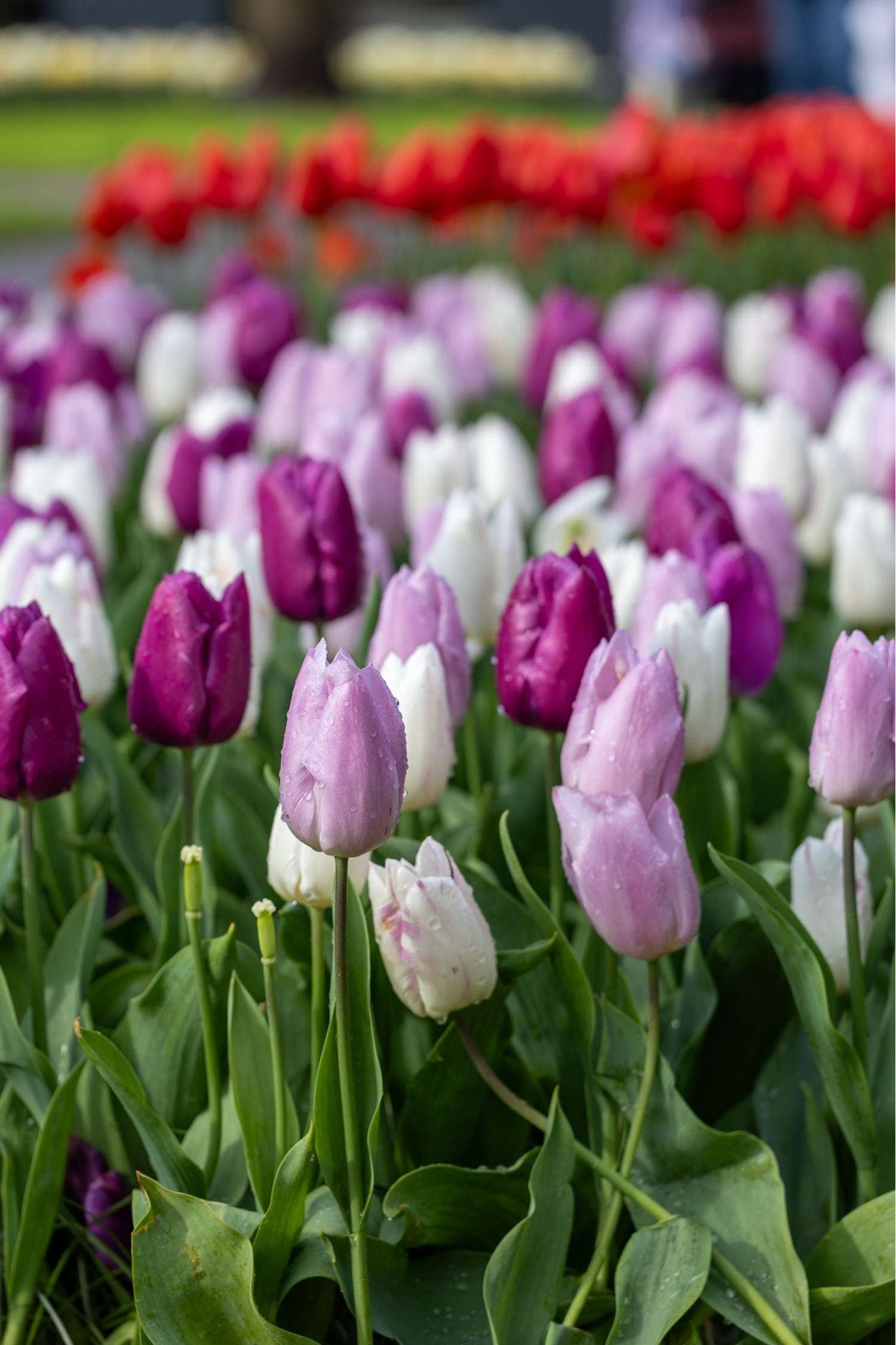 Mélange de tulipes 'Prince Mix'