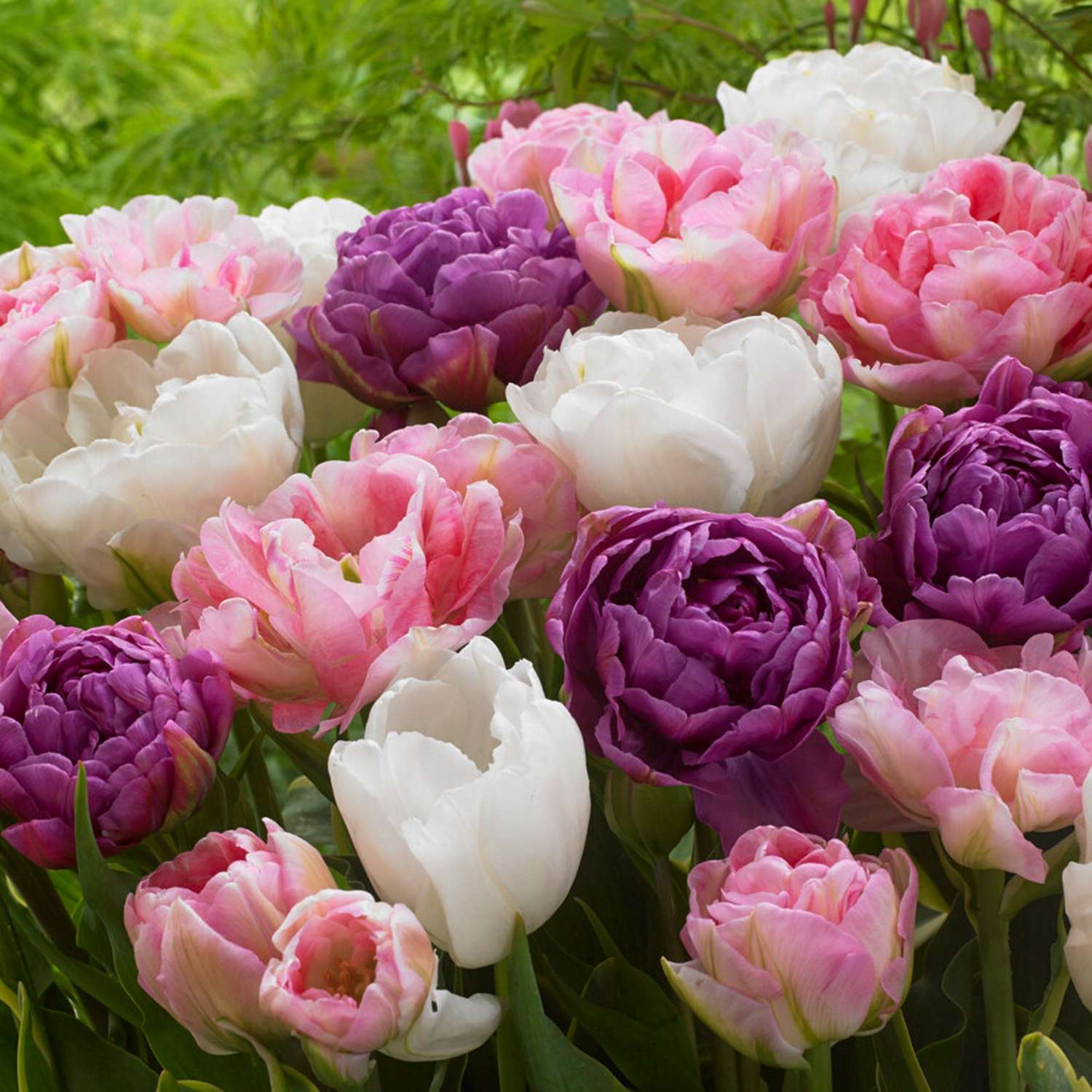 Mélange de tulipes 'Rikke'