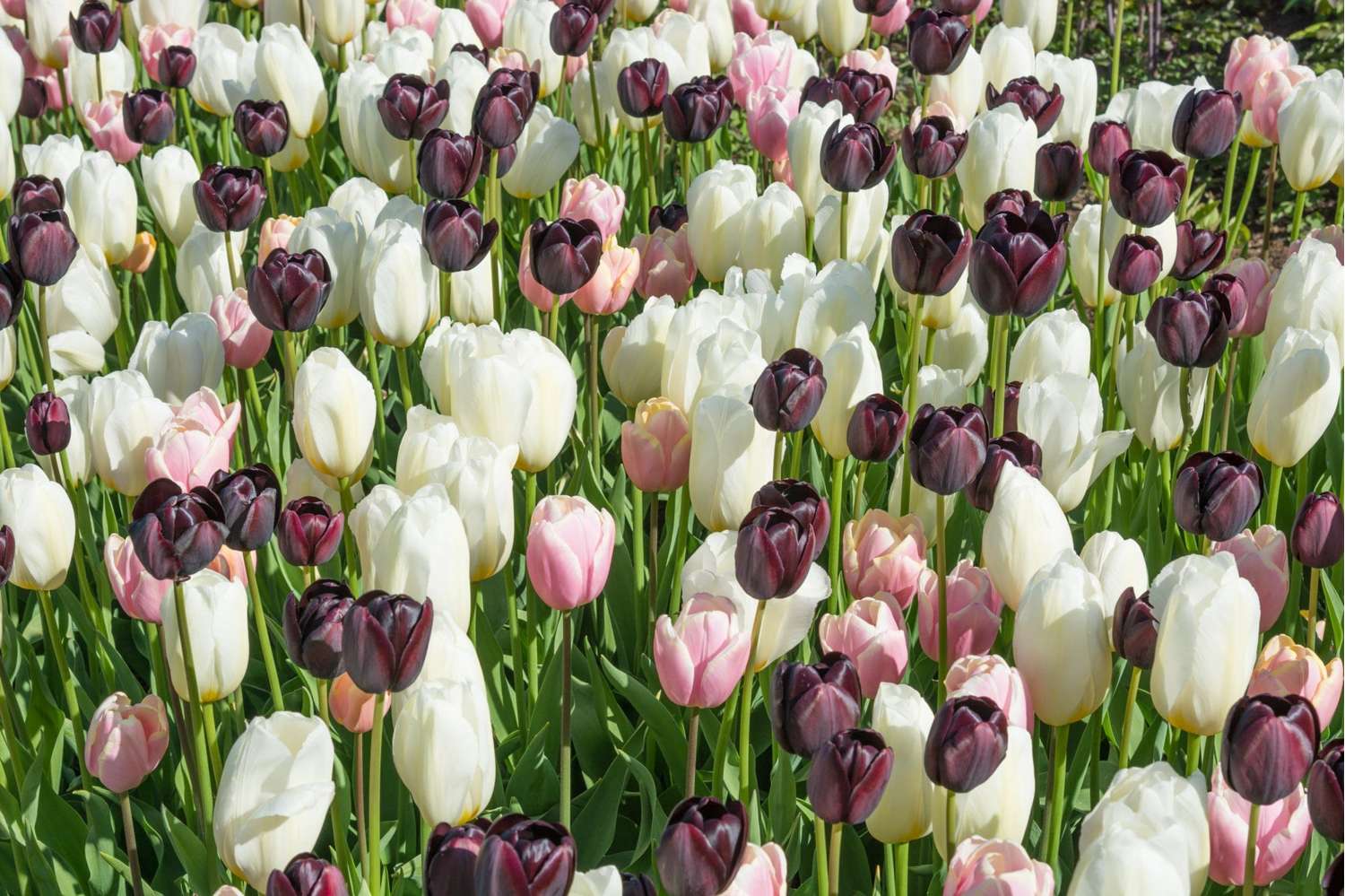 Mélange de tulipes 'Snowfall Kiss'