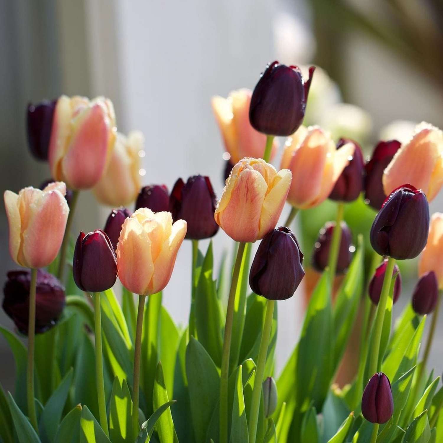 Mélange de tulipes 'Solar Eclipse'
