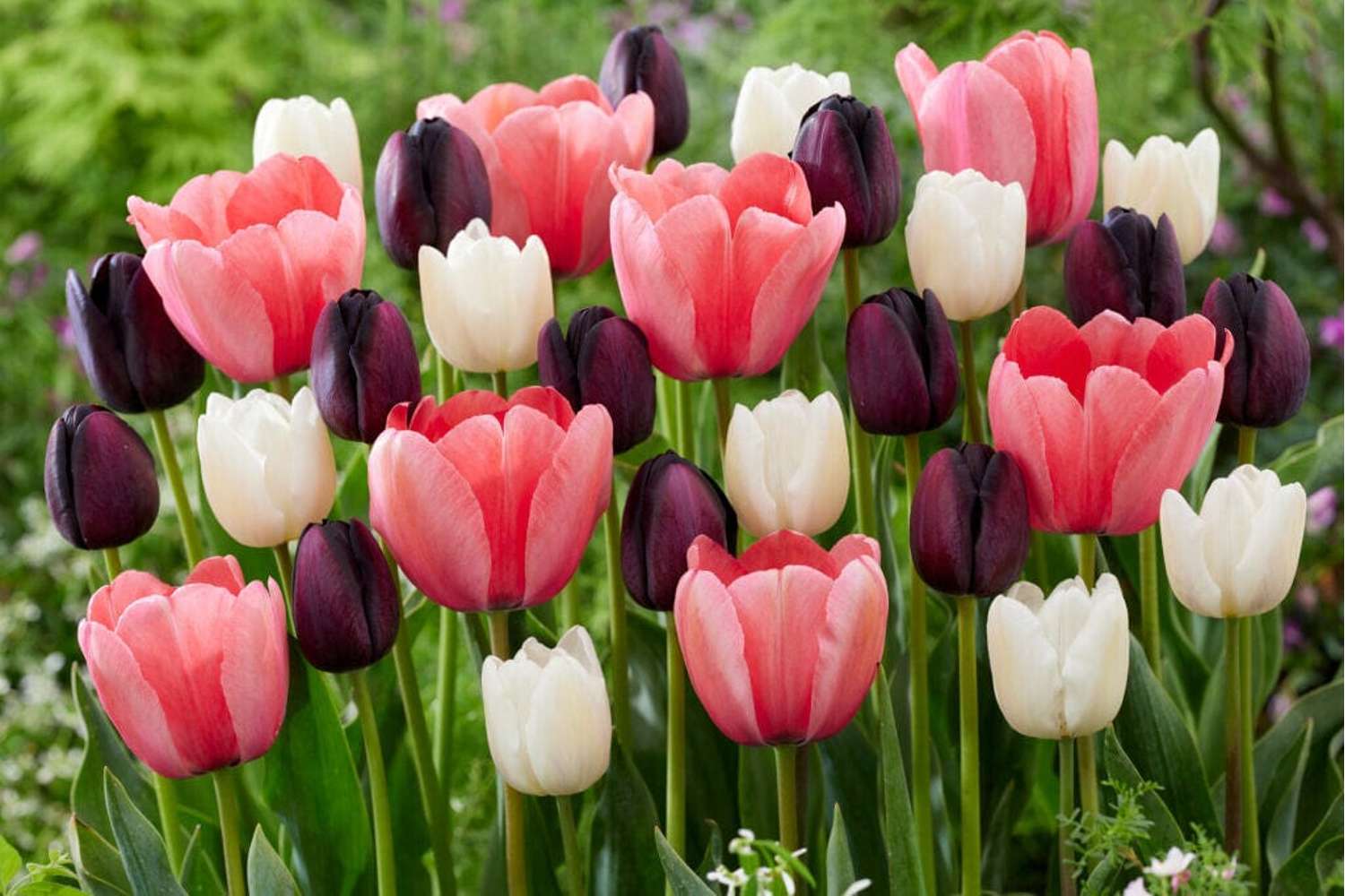 Mélange de tulipes 'Strawberry Snowfall'