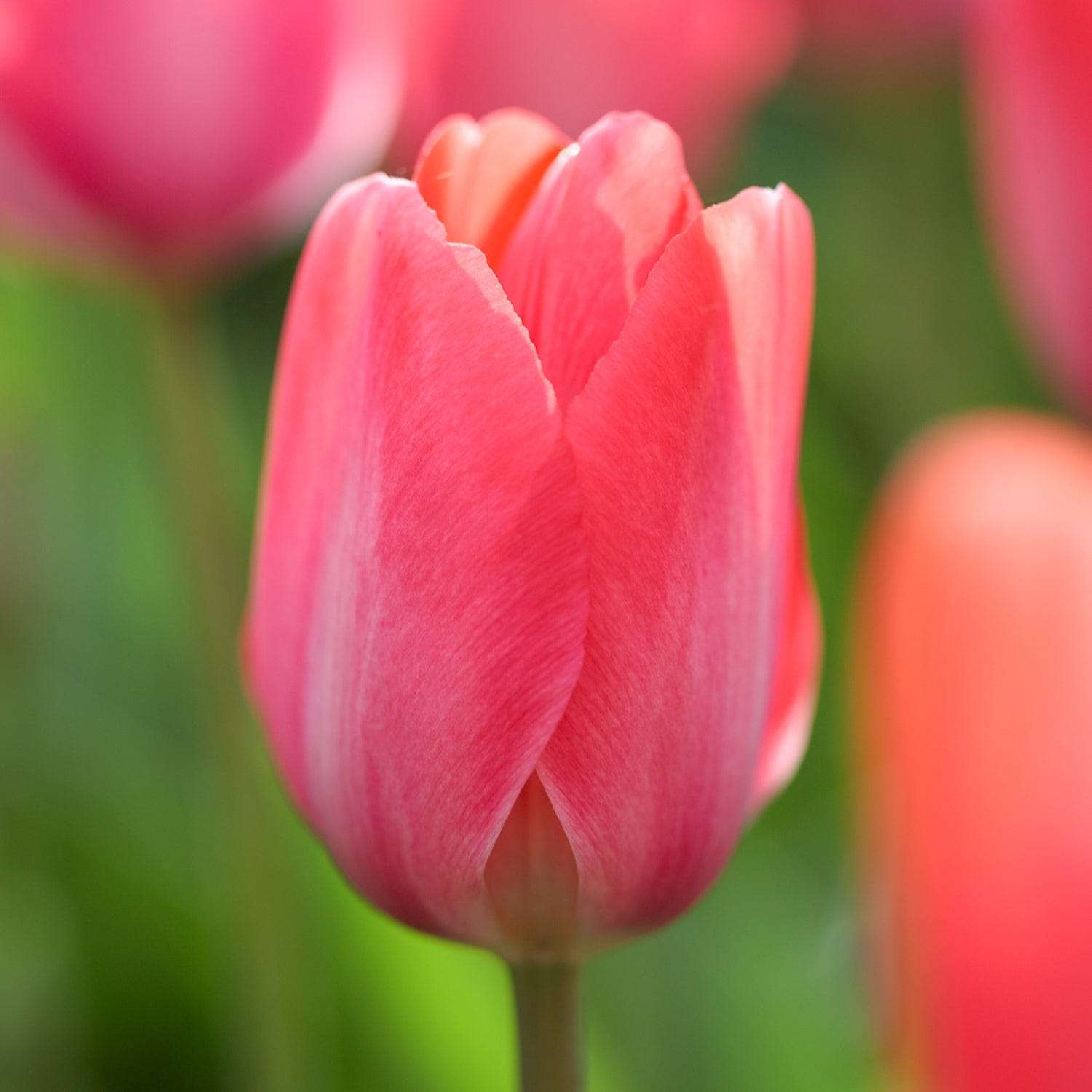 Mélange de tulipes 'Strawberry Snowfall'