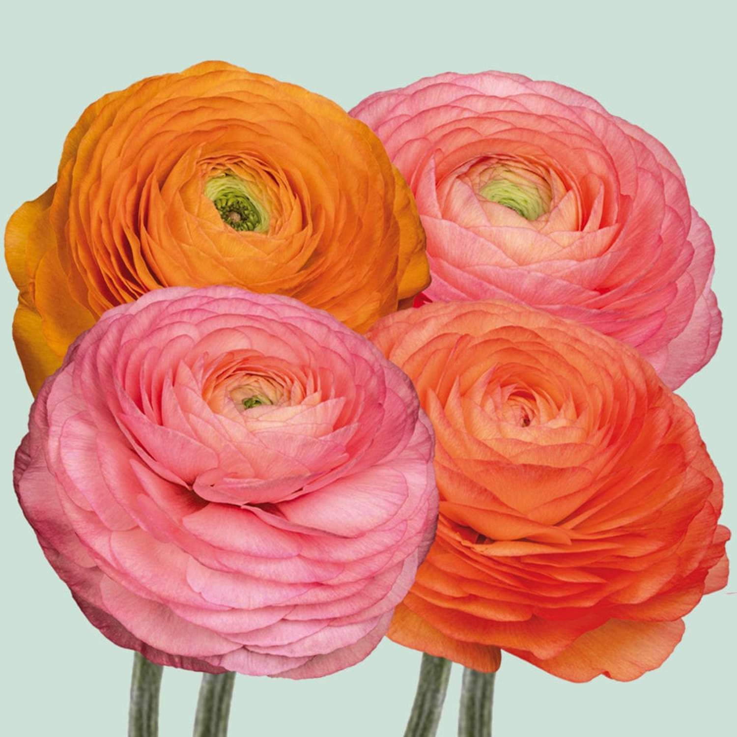 Mélange de renoncules 'Elegance Pastello Peach'