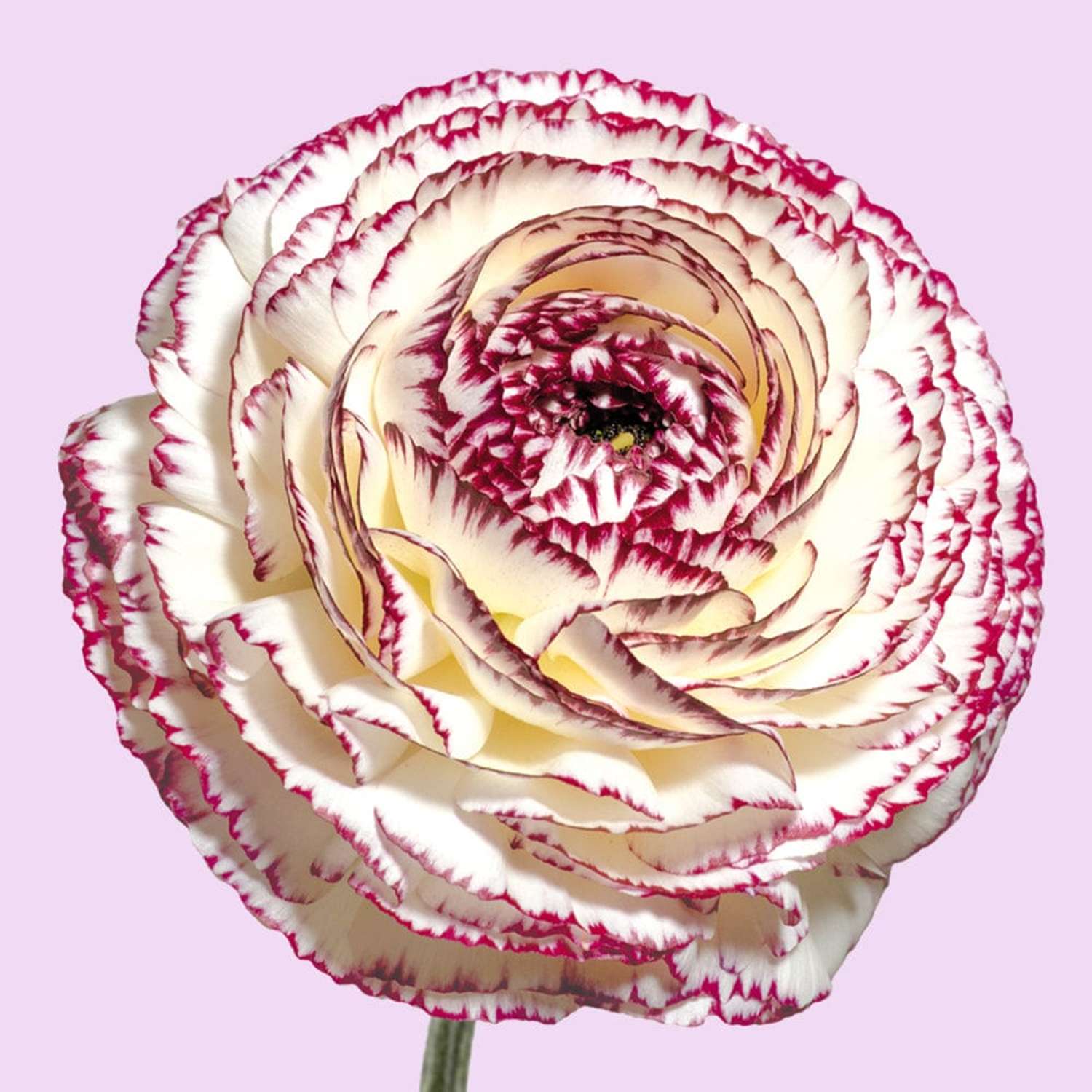 Renoncule 'Elegance Bianco Striato White/Burgundy'