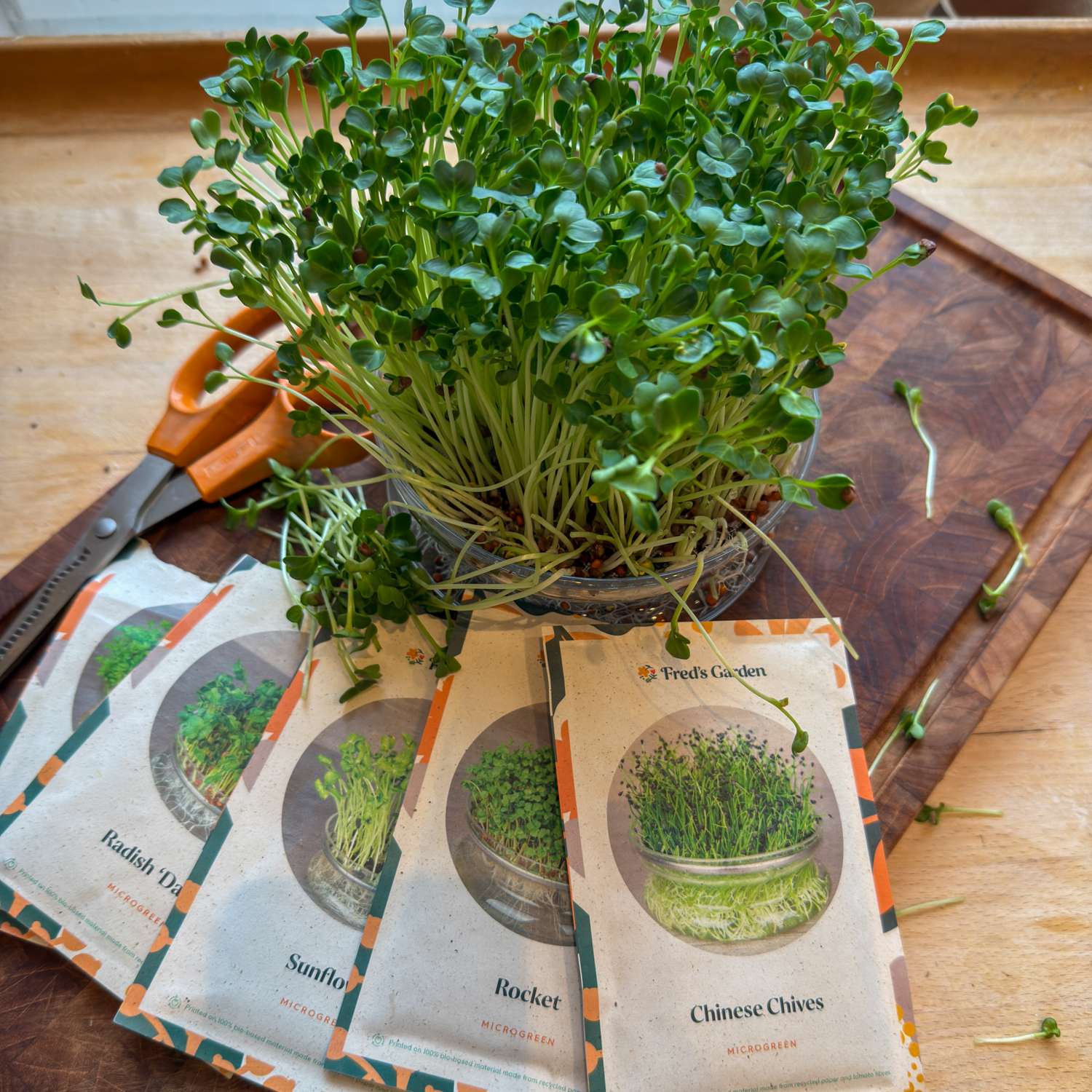 Coupelle de germination pour micro-pousses