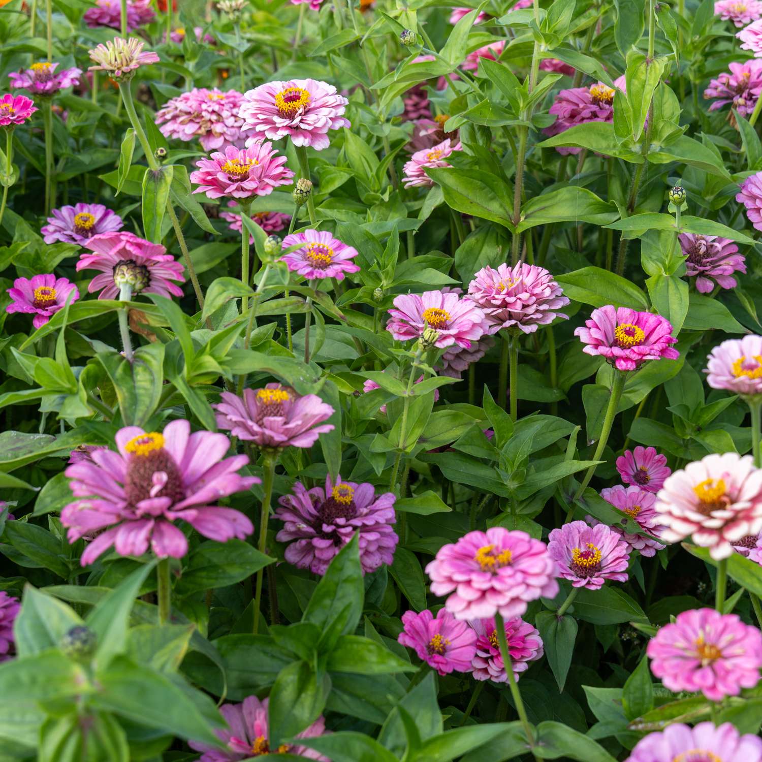 Zinnia 'Benarys Giant Bright Pink' (graines)