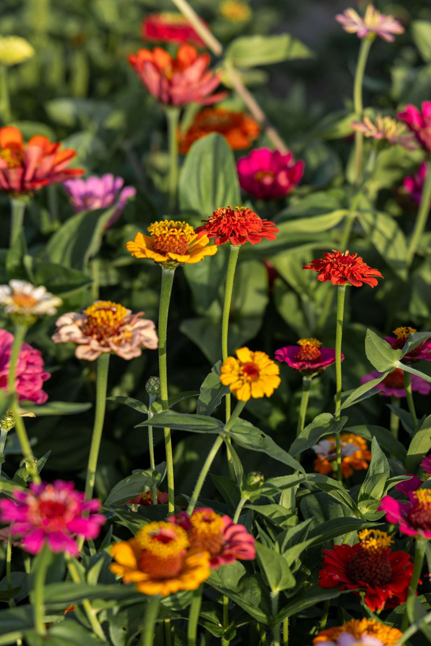 Zinnia 'Lilliput Mix' (graines)
