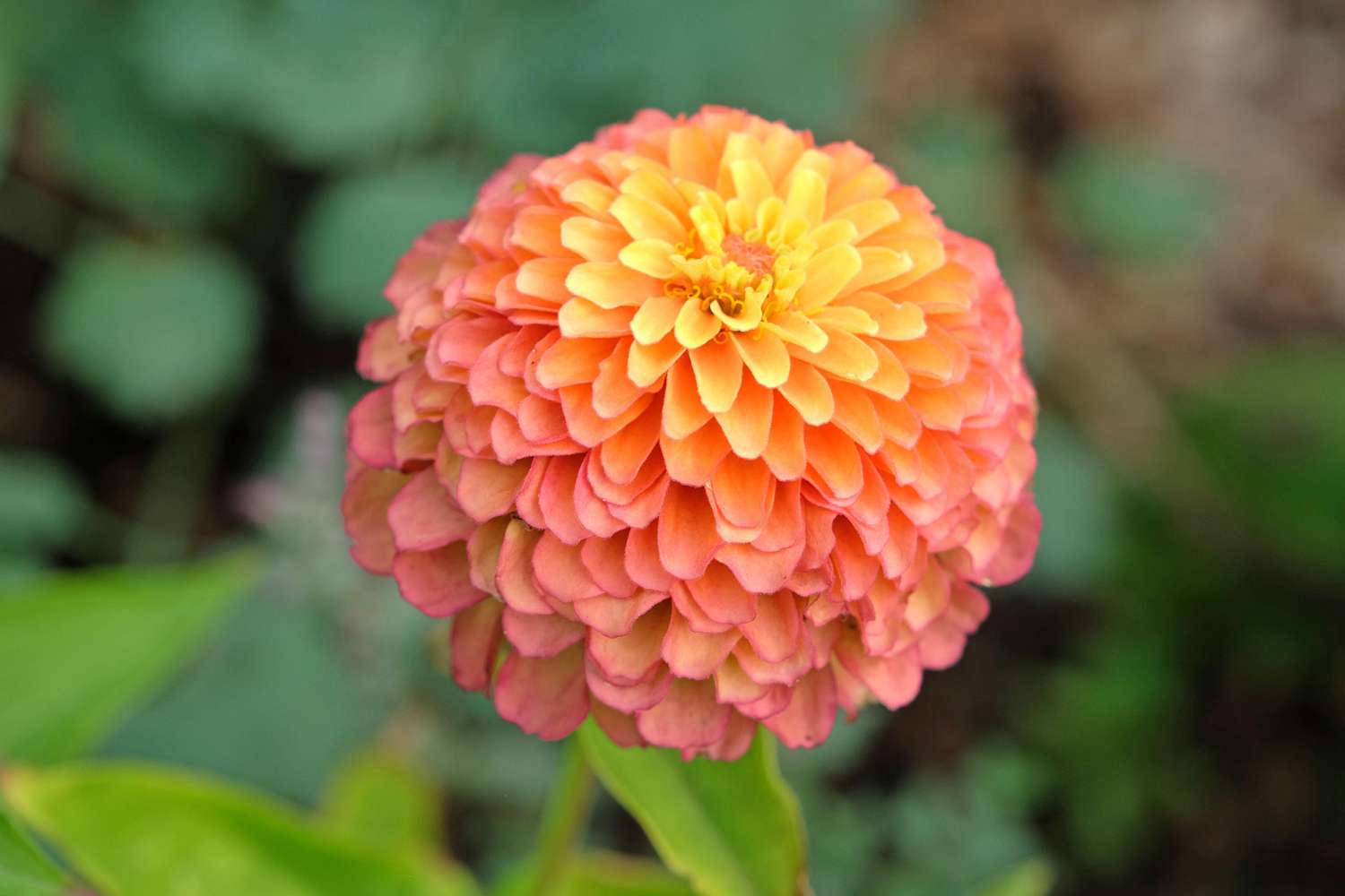 Zinnia 'Queeny Lime Red' (graines)