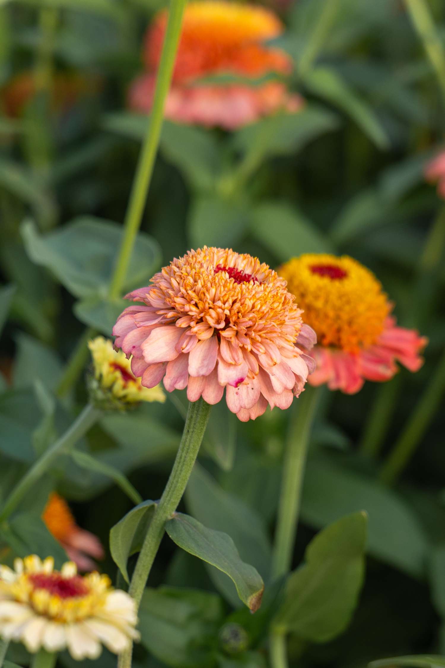 Zinnia 'Zinderella Peach' (graines)